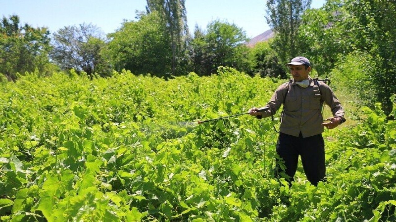 سمپاشی بیش از ۱۴ هزار هکتار تاکستان خراسان شمالی