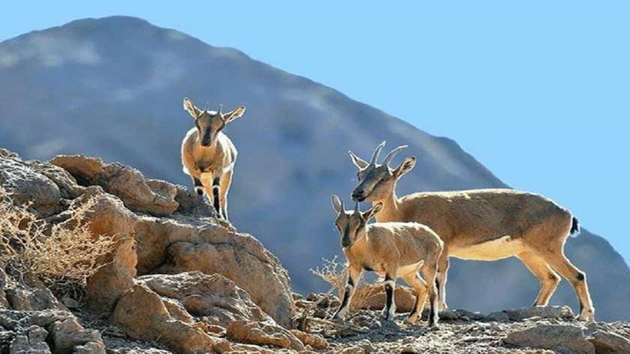 ۲۸۲ هزار هکتار از مساحت اردبیل جزو مناطق شکار ممنوع است