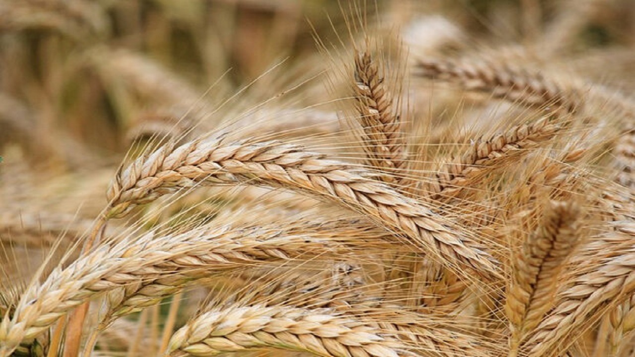 آغاز خرید تضمینی گندم در اردبیل