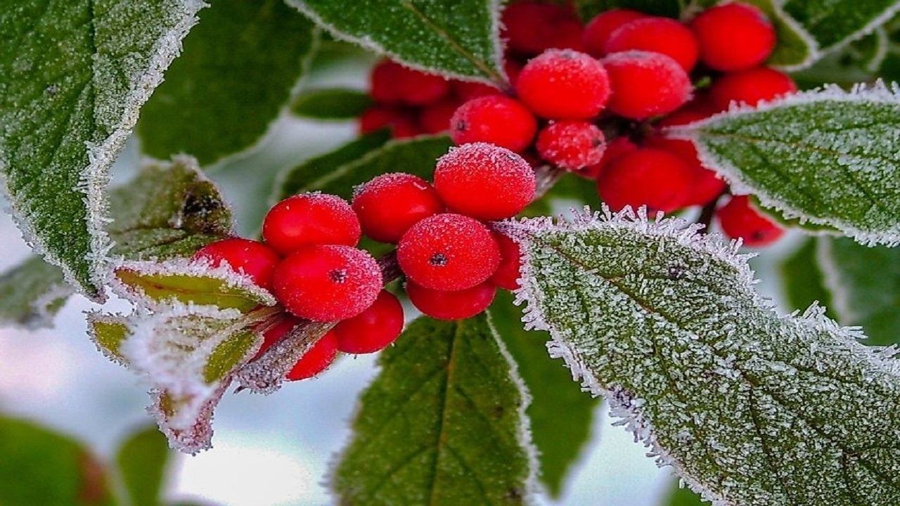میوه میوه