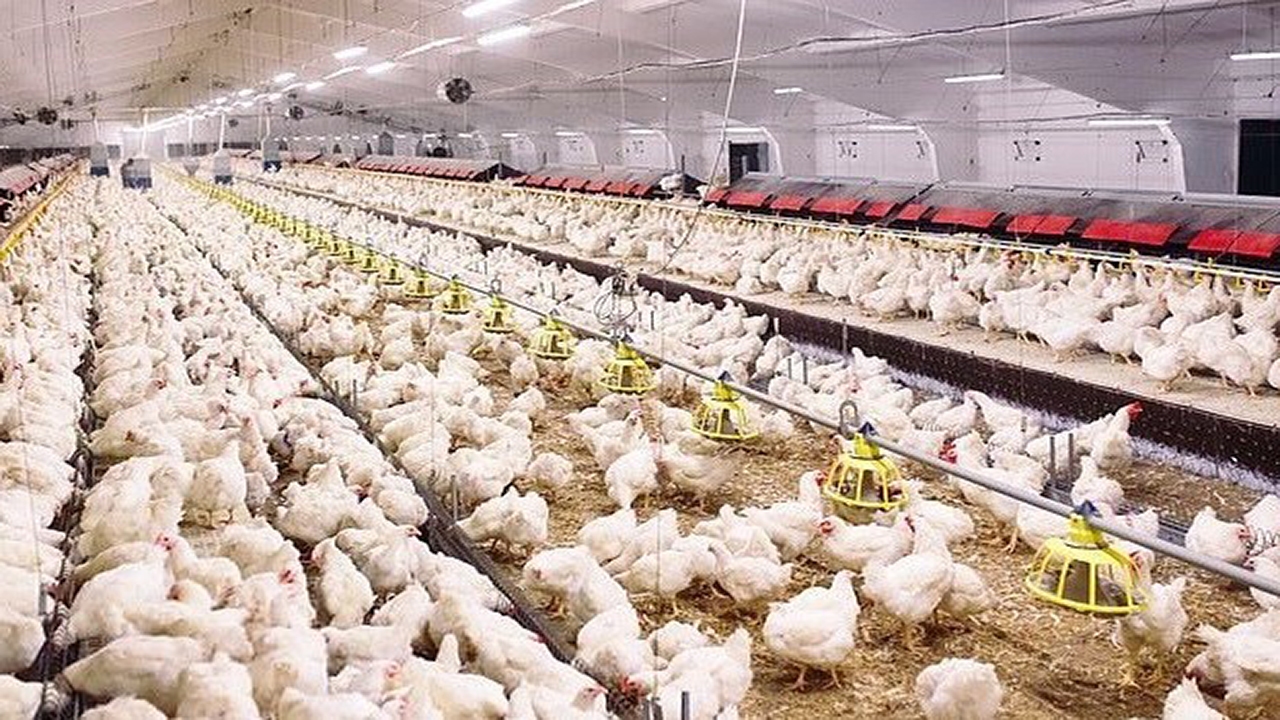 پرورش دهندگان دام و طیور در هرمزگان برای تسهیلات حمایتی نهاده ها نام نویسی کنند