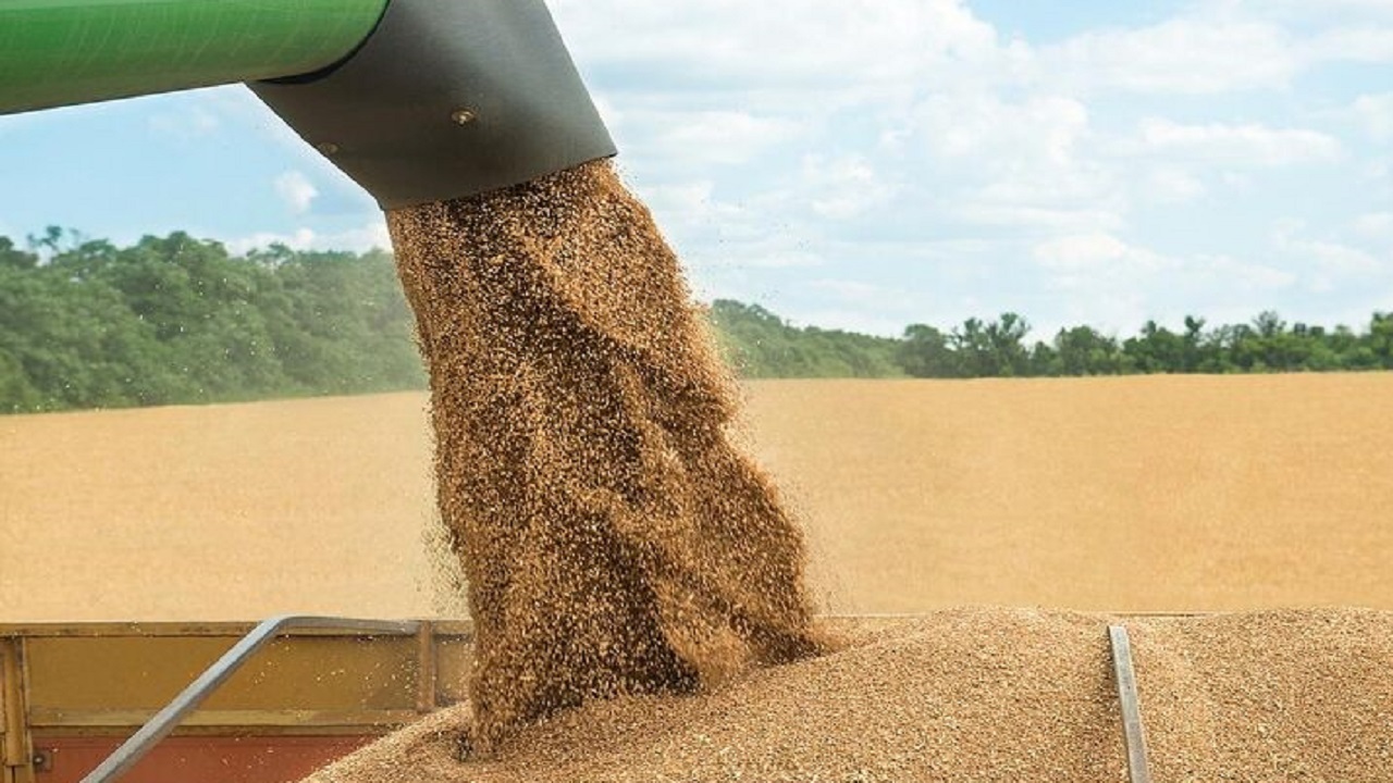 خریداری یک میلیون و ۴۲۵ هزار تن گندم و کلزا از کشاورزان خوزستانی