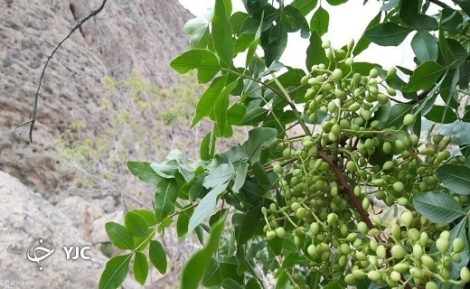 طلا&zwnj;هایی که زیر پای درختان می&zwnj;پوسند