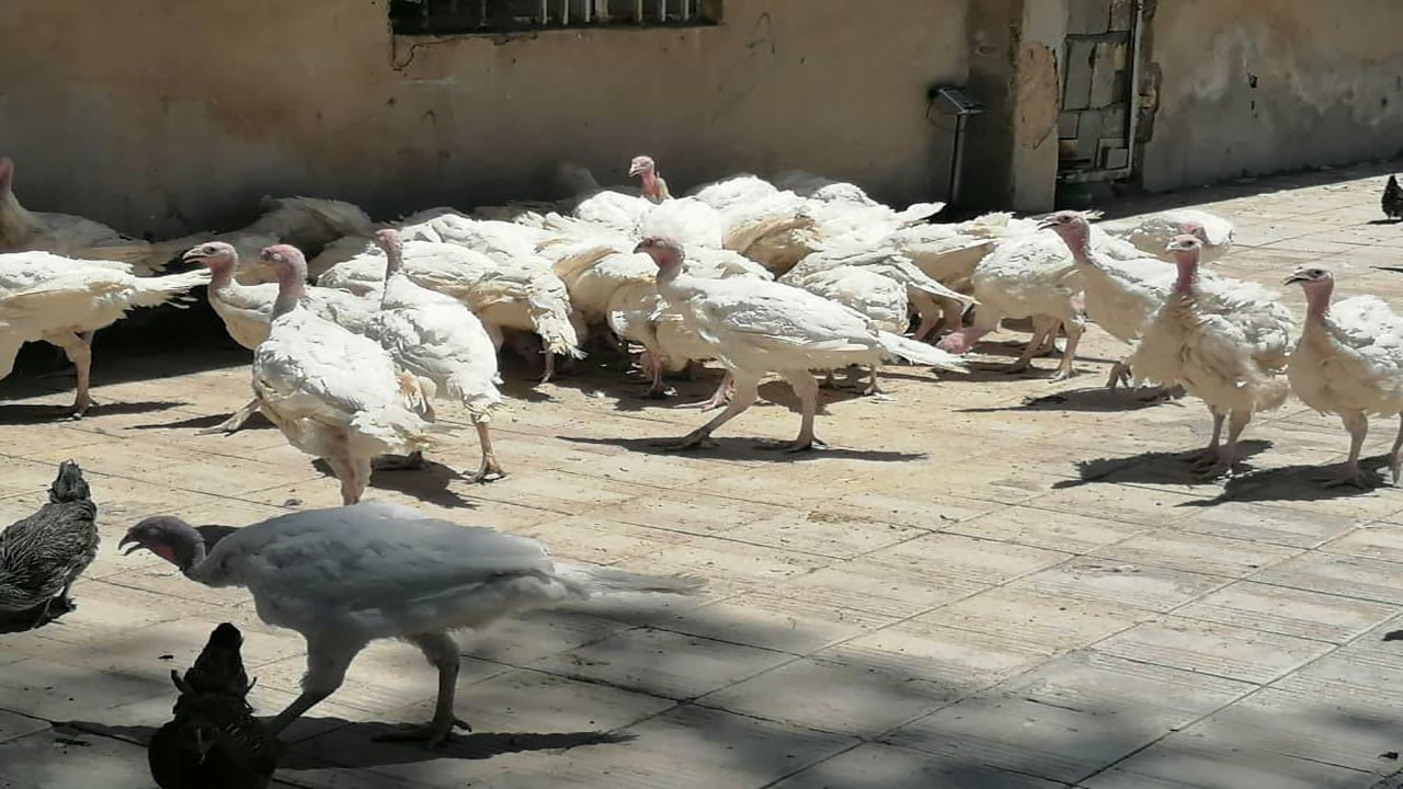 تلاش زن سرپرست خانوار به ثمر نشست