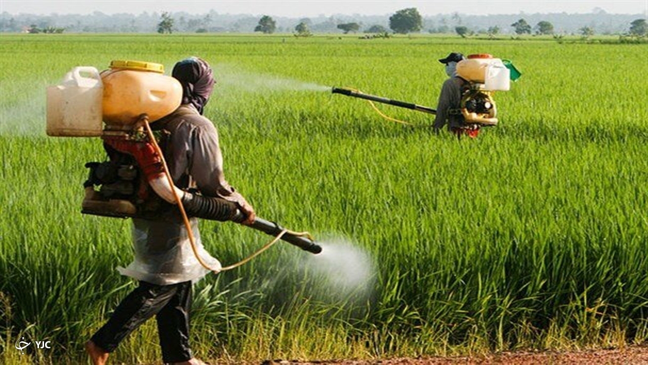 سمپاشی بیش از  ۱۲ هزار هکتار از کشتزار‌های غلات خراسان شمالی