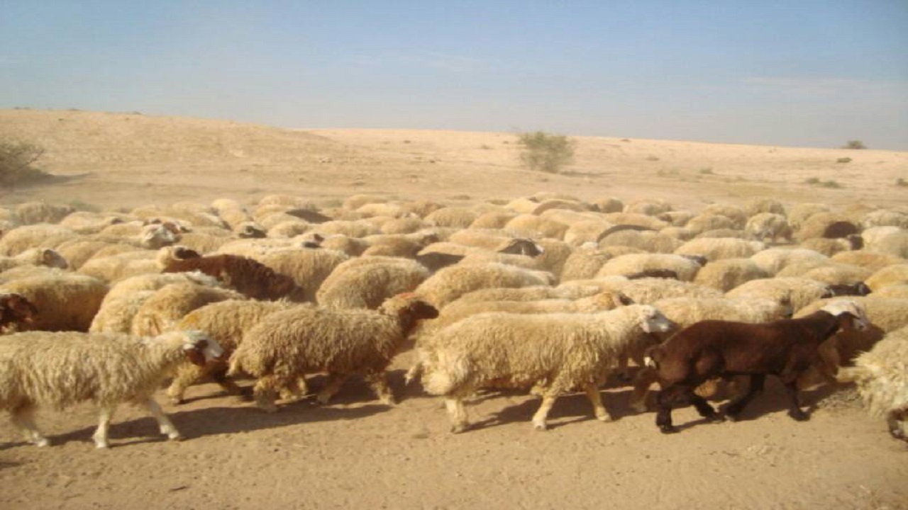 کشف ۹۰ راس احشام قاچاق در دهلران
