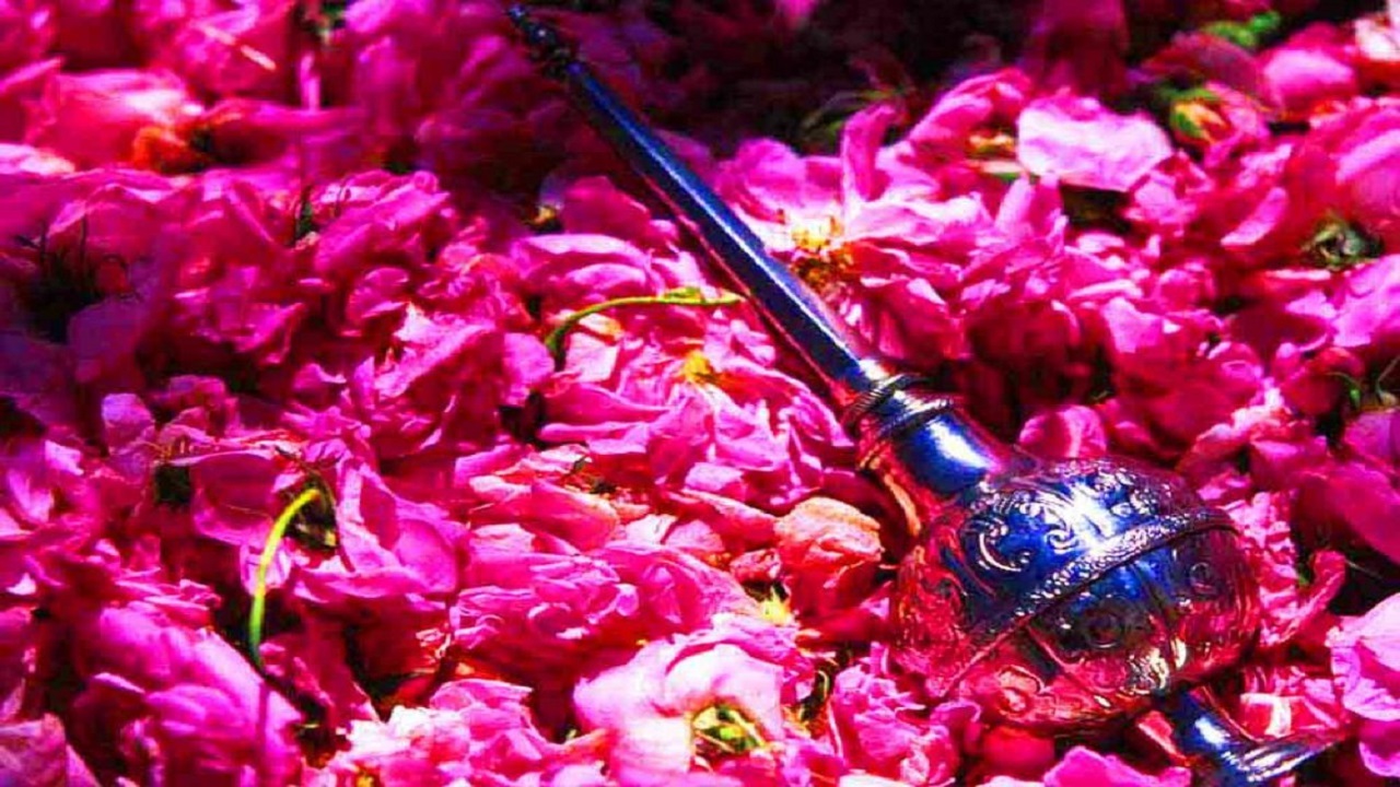 شهرتی که شمیم گل های محمدی رقم زد