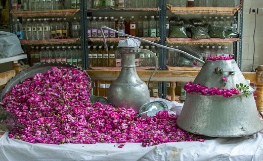 شهرتی که شمیم گل های محمدی رقم زد