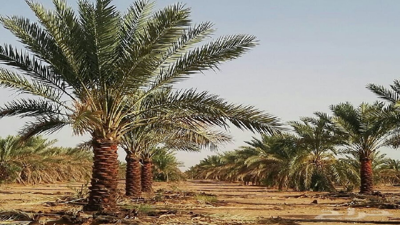احداث کارخانه تولید نئوپان و پالت ضایعات درخت خرمادرقصرقند