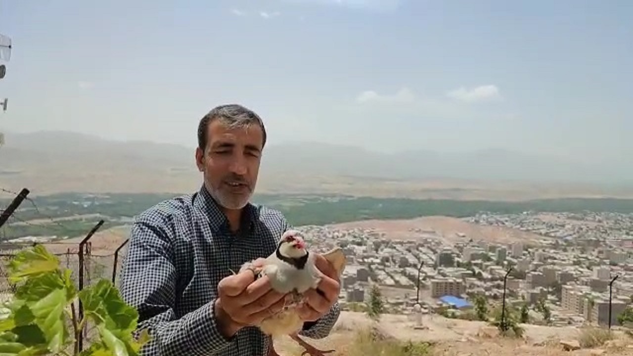 رهاسازی یک قطعه کبک وحشی