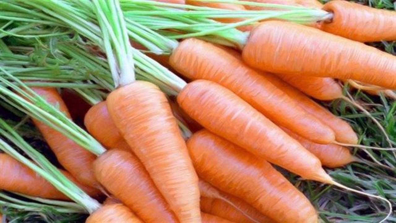 برداشت هویج از مزارع خفر