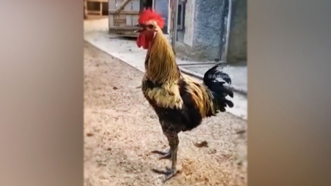 خروسی که تا پای مرگ آواز می‌خواند! + فیلم
