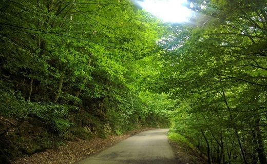 جنگل&zwnj;های سراوان رشت