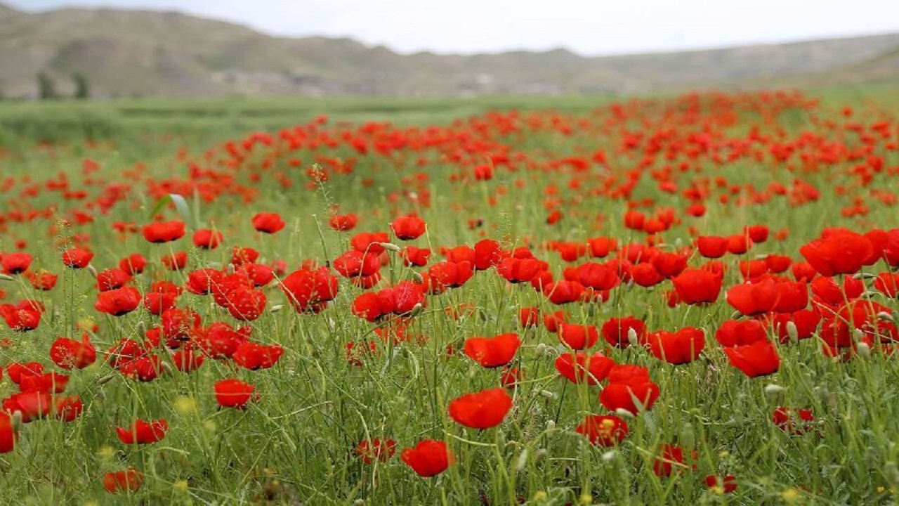 نمایی از دشت گل های شقایق در روستای اردکلو + تصاویر