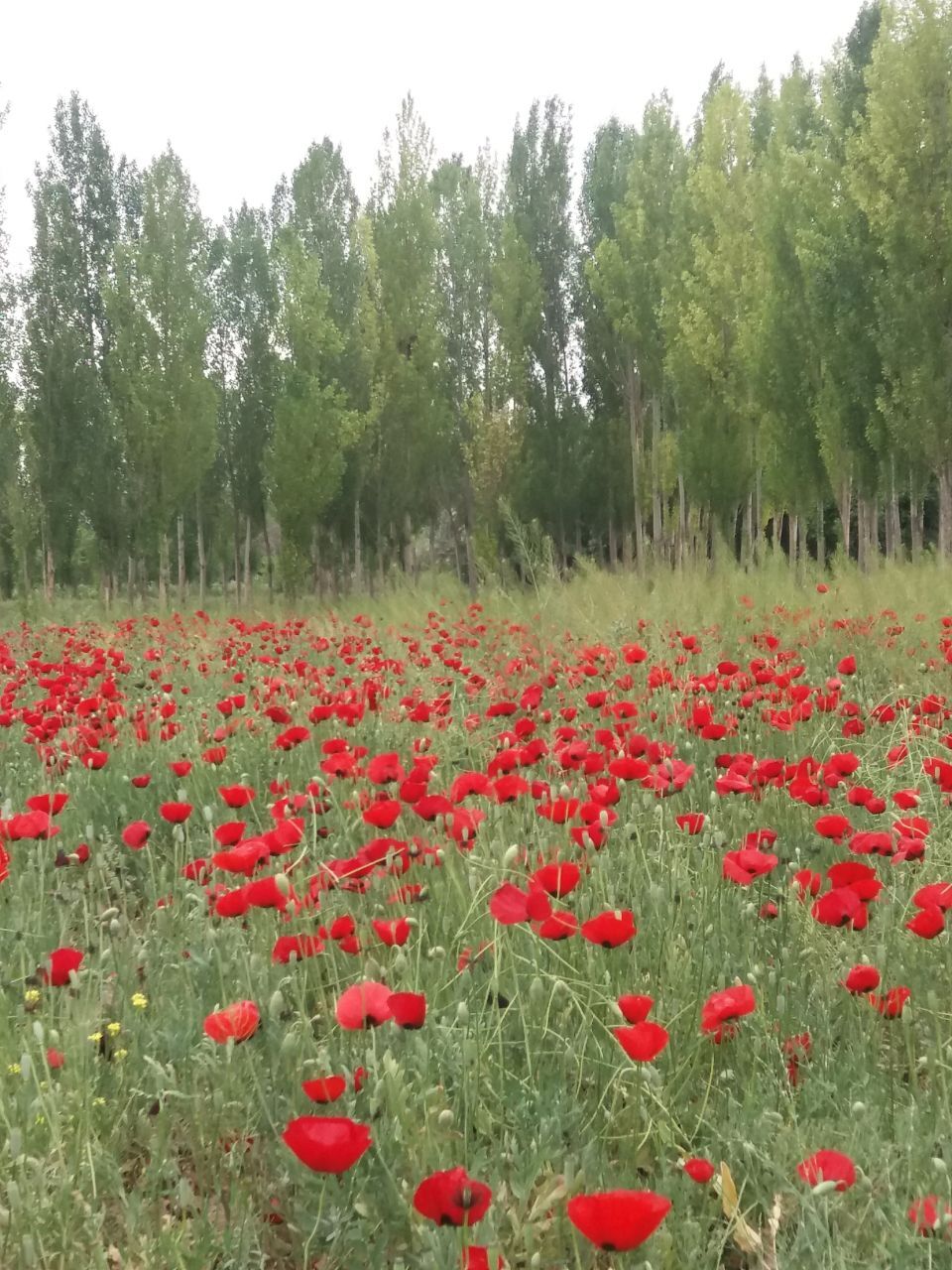 نمایی از دشت گل های شقایق در مرند + تصاویر