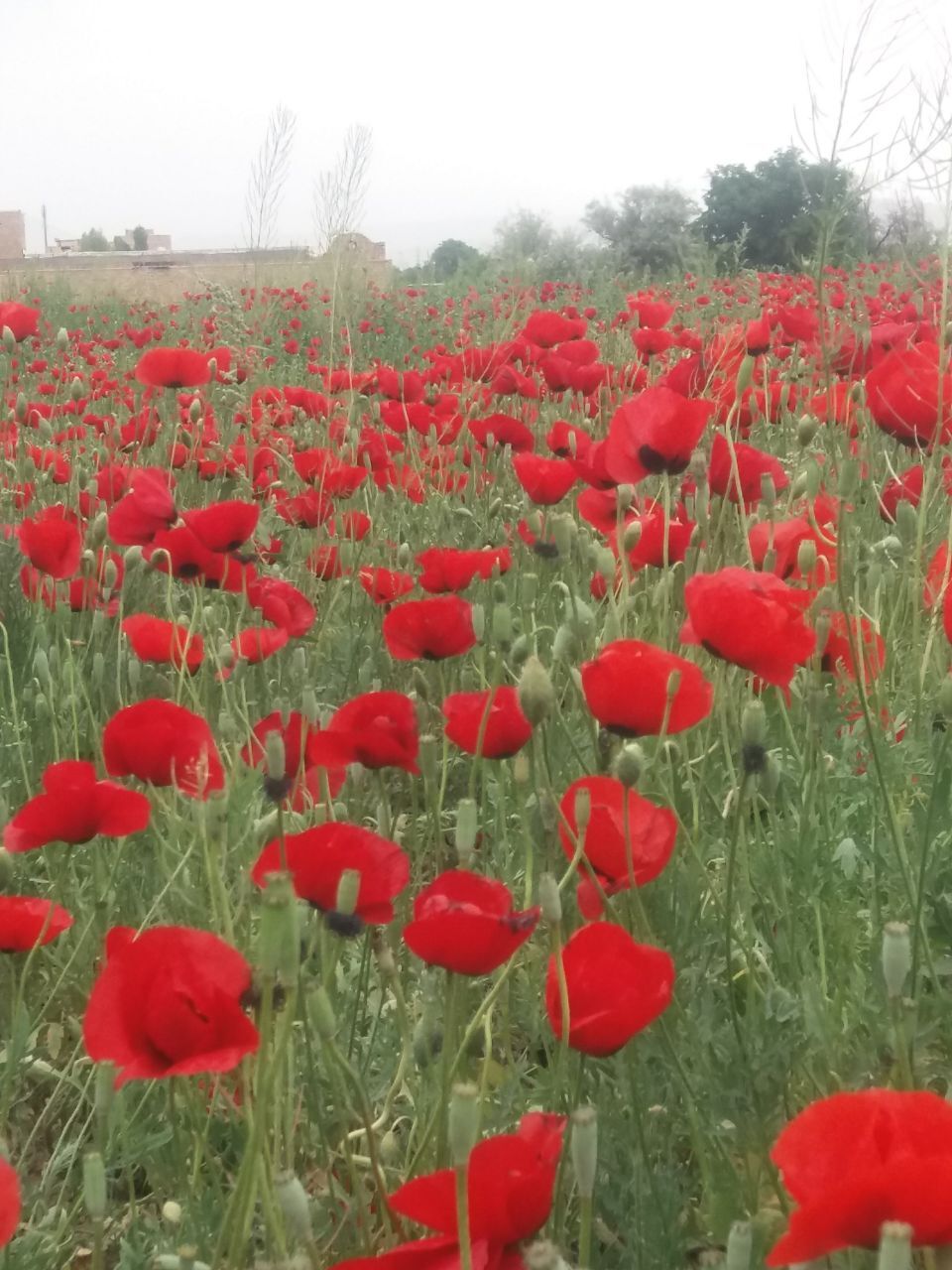 نمایی از دشت گل های شقایق در مرند + تصاویر