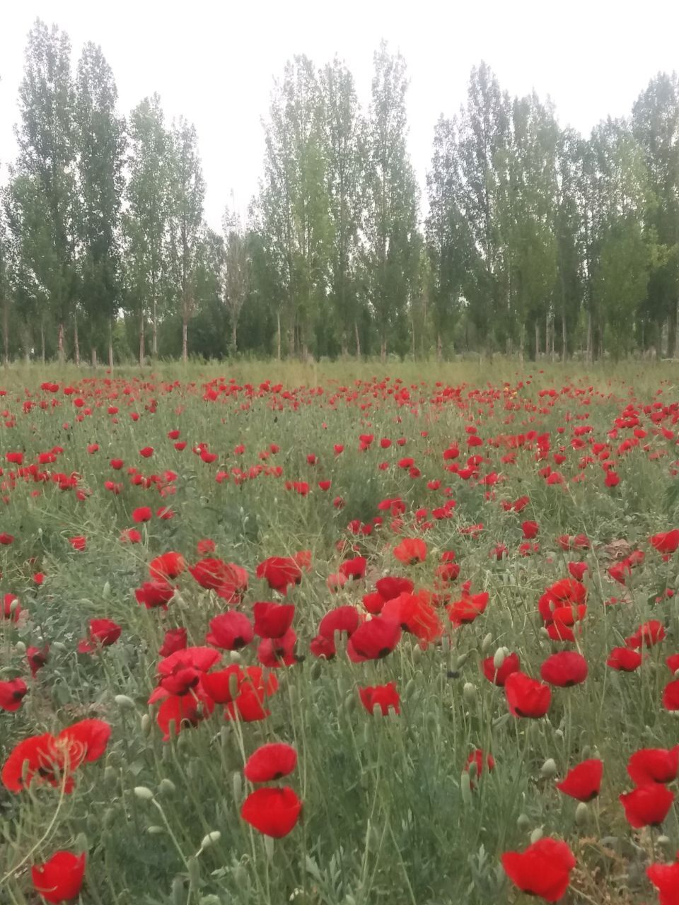 نمایی از دشت گل های شقایق در مرند + تصاویر