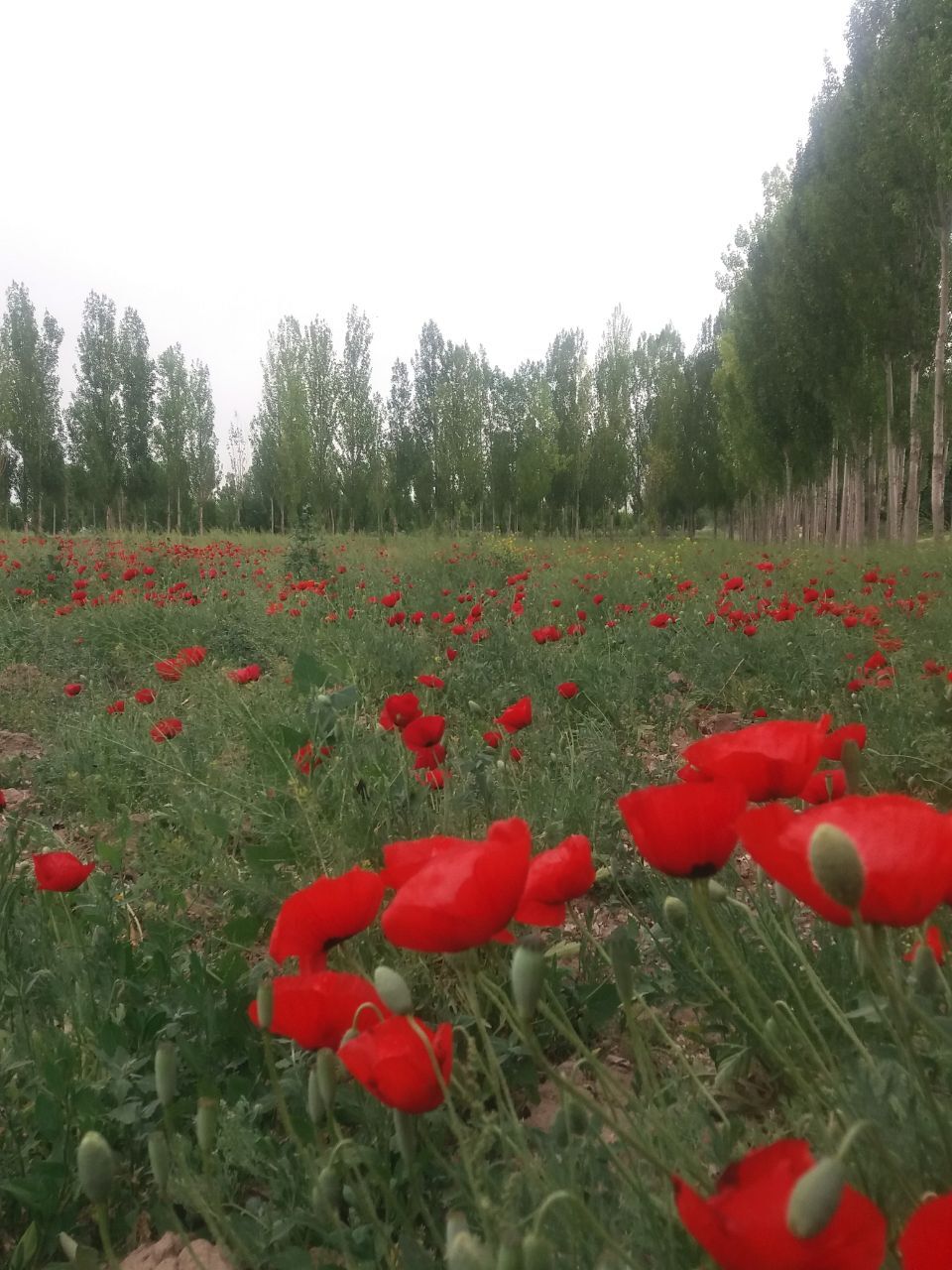 نمایی از دشت گل های شقایق در مرند + تصاویر