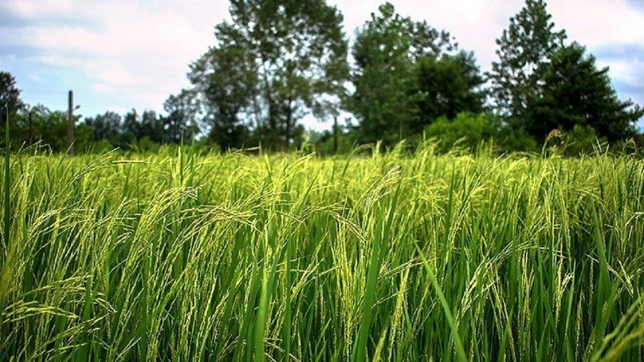 از