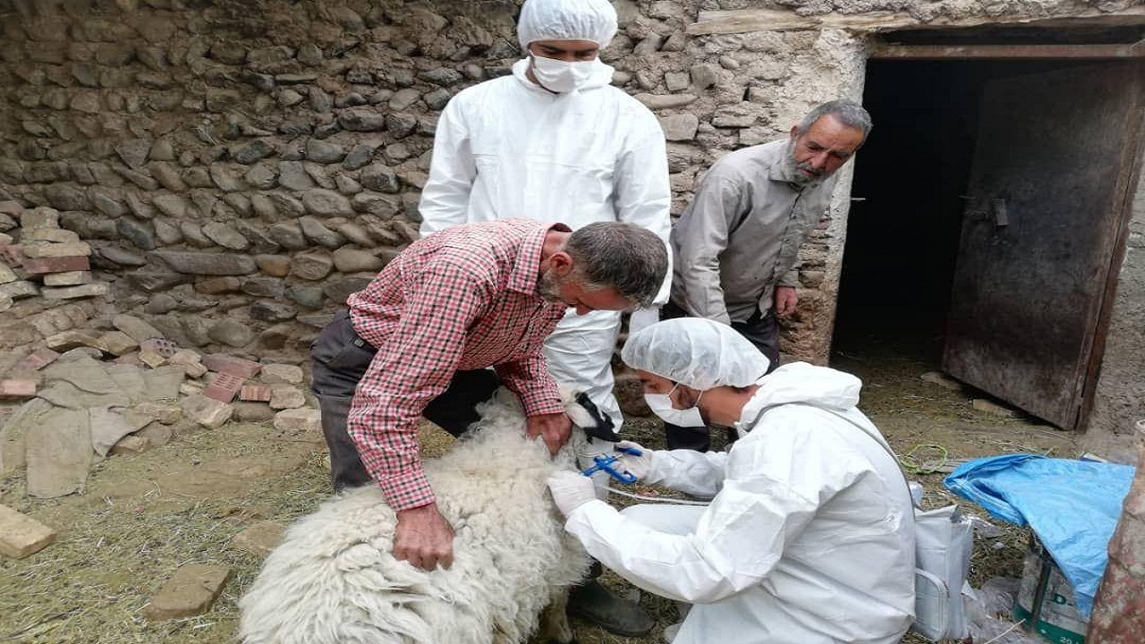 اجرای طرح بروسلوز گوسفندی در شهرستان کرمان