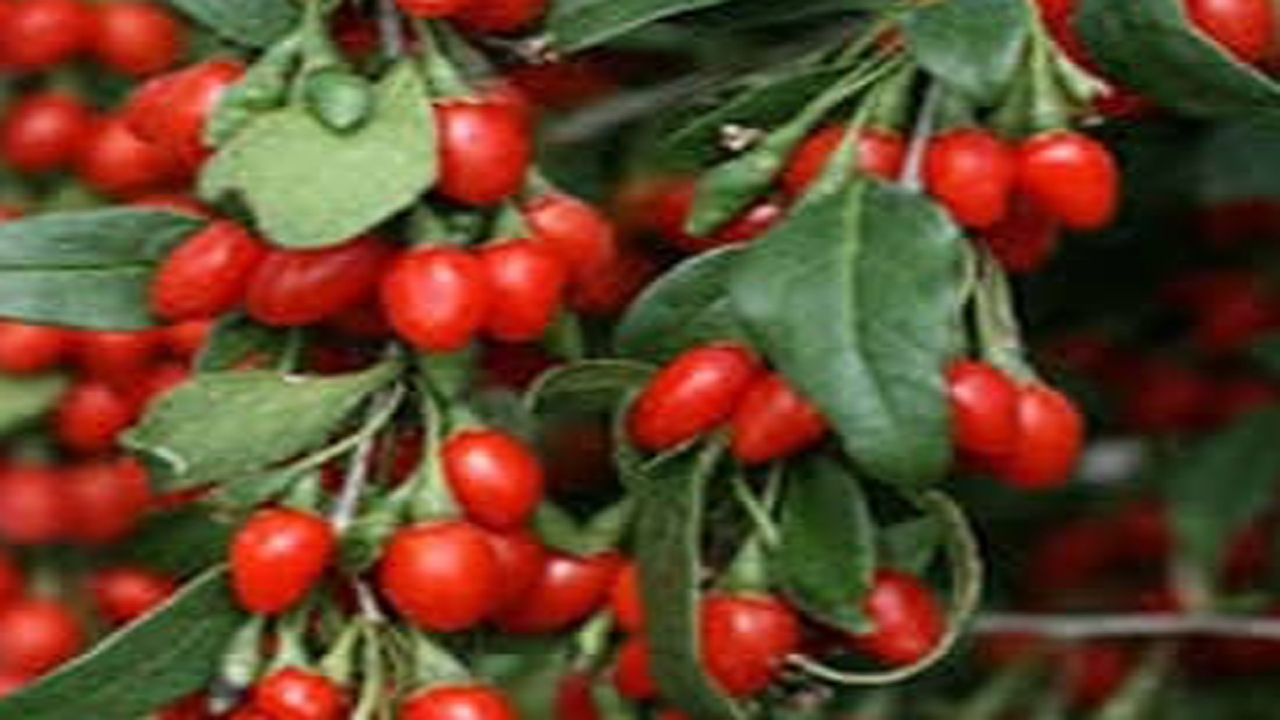 کاشت گوجه بری در بخش ارژن