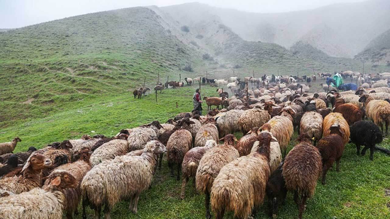 مدرسه‌ای برای تربیت چوپانان قرن ۲۱ در اسپانیا! + فیلم