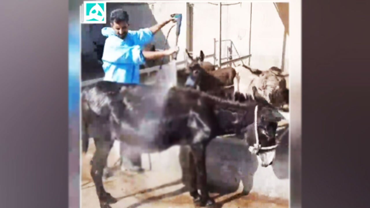 کارواشی برای شست‌وشوی خر در اطراف تهران! + فیلم