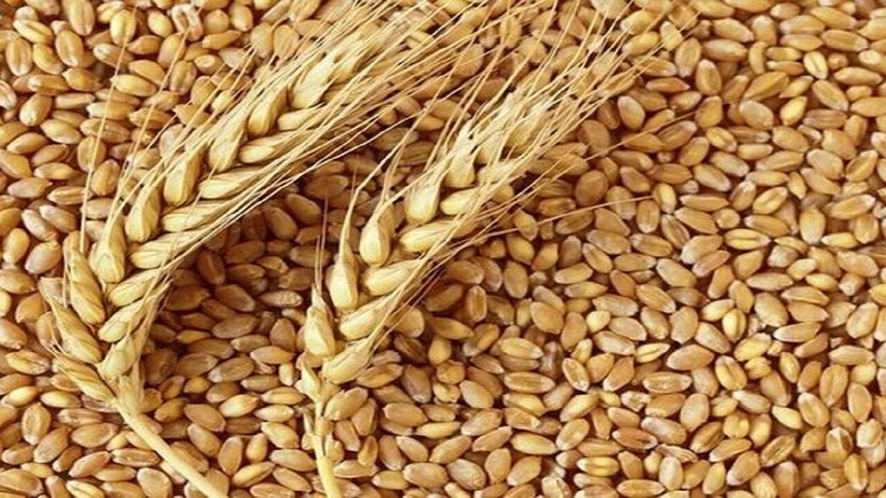 کشف بیش از ۹ تن گندم خارج از شبکه توزیع در مراغه