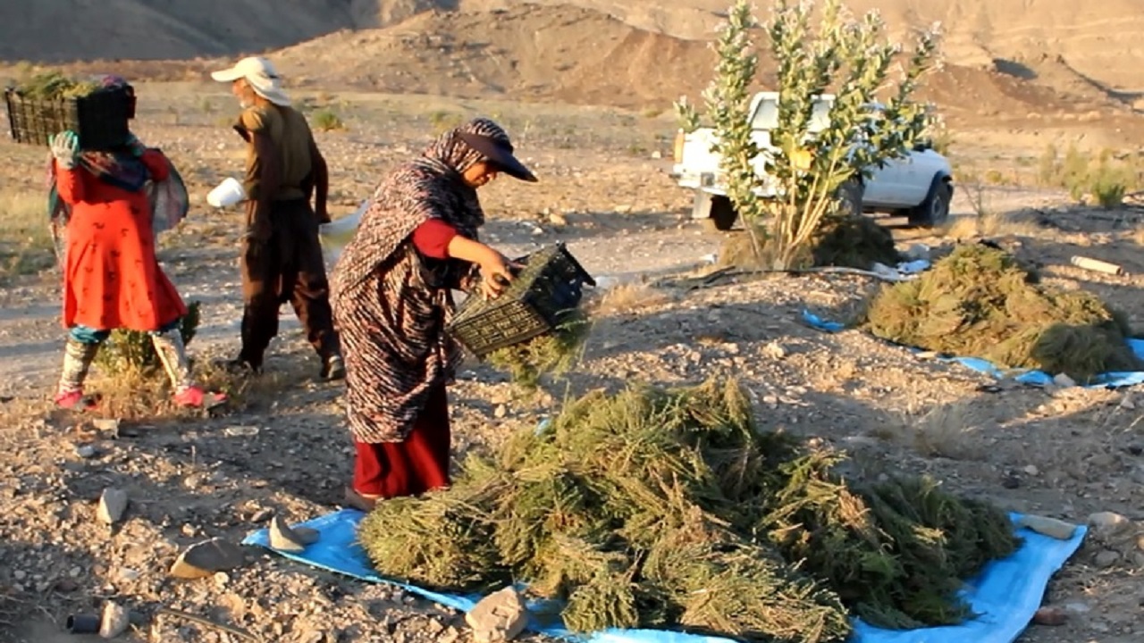 ارزآوری ۱۰۰ میلیارد تومانی دو گیاه گران قیمت برای خراسان جنوبی