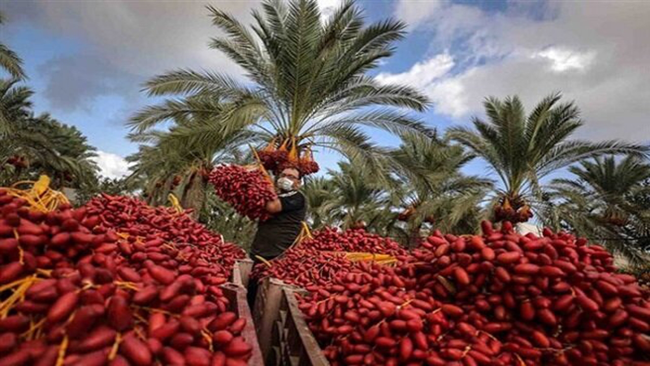 اجرای عملیات آرایش و تنک خوشه و میوه خرما در نخلستان های فارس