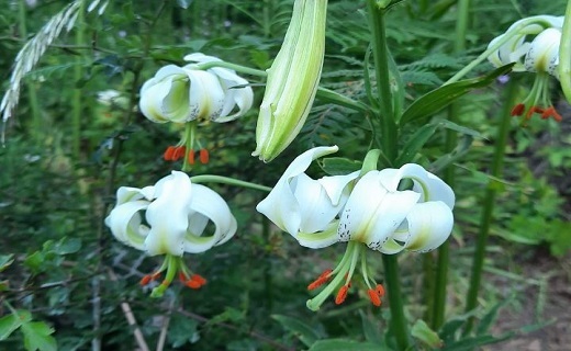 سوسن چلچراغ 