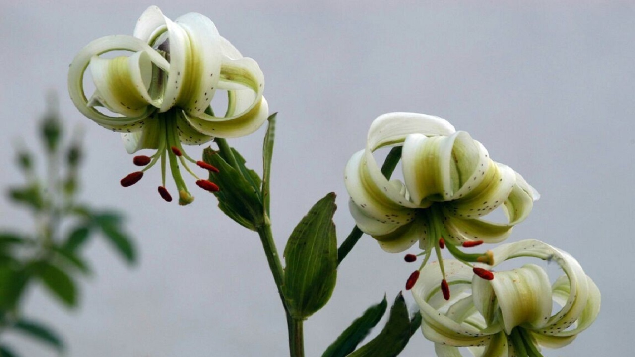 جلوه گری سوسن چلچراغ در ارتفاعات رودبار + تصاویر