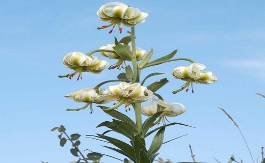 سوسن چلچراغ 