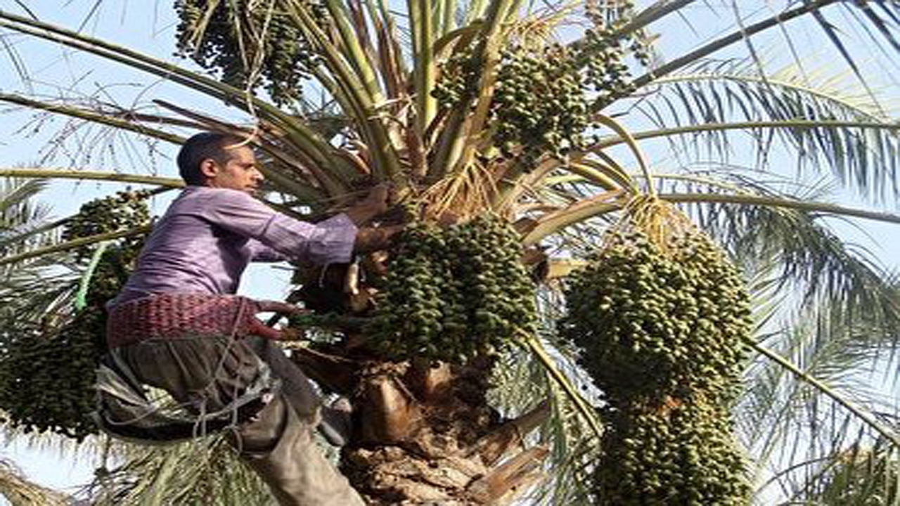 خوشه بندی درختان خرما در خشت