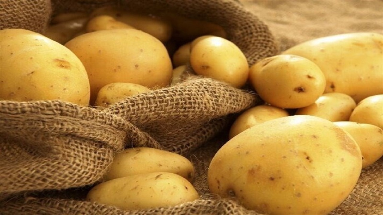 بیش از ۲۰ تُن سیب زمینی تنظیم بازار توزیع می شود