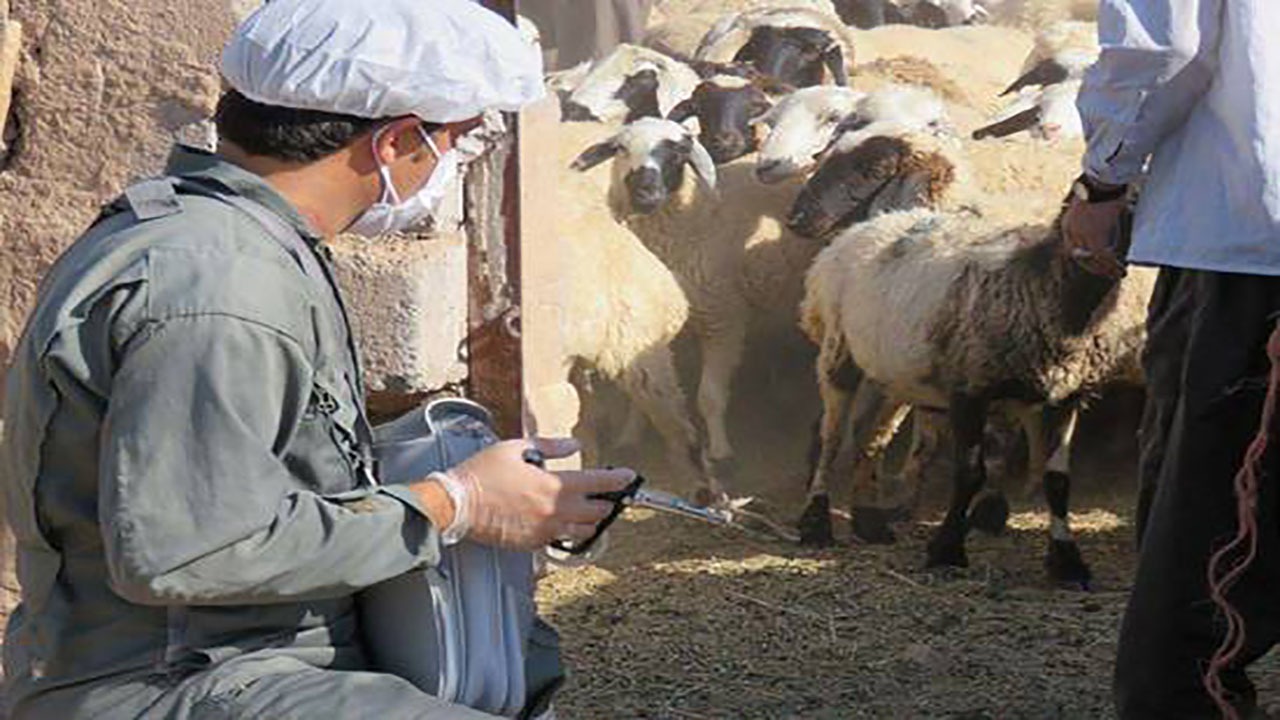 اجرای طرح بروسلوز گوسفندی در شهربابک