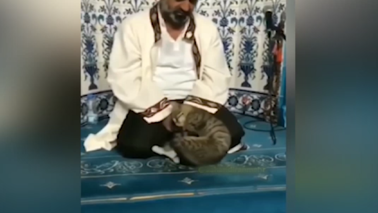 واکنش یک گربه به شنیدن صدای قرآن + فیلم