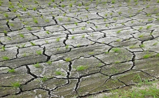 شالیزارهای تشنه صوفیانده صومعه سرا شالیزارهای تشنه صوفیانده صومعه سرا