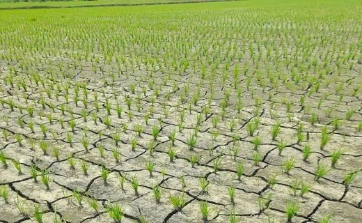شالیزارهای تشنه صوفیانده صومعه سرا شالیزارهای تشنه صوفیانده صومعه سرا