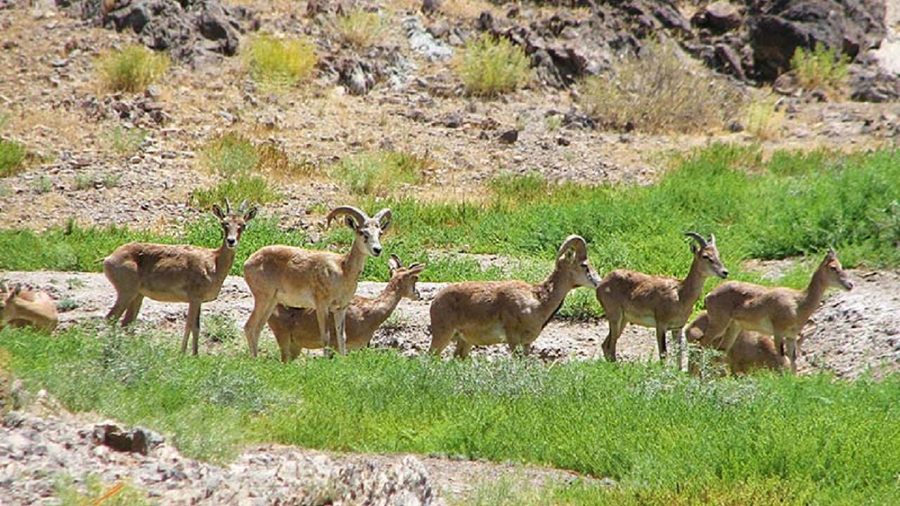 نگهداری از ۲۰۰ هزار هکتار مناطق حفاظت شده محیط‌ زیست در استان همدان
