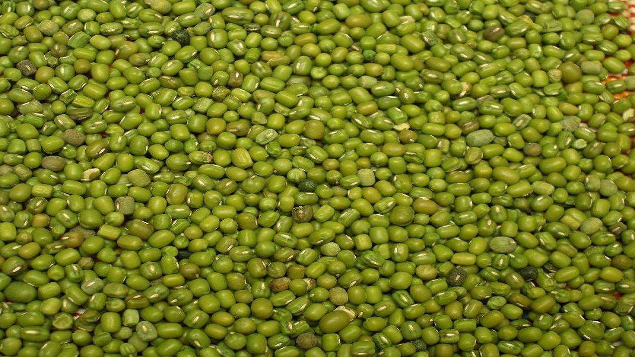 آغاز کشت ماش در ١۵٠٠ هکتار از اراضی کشاورزی سیستان وبلوچستان