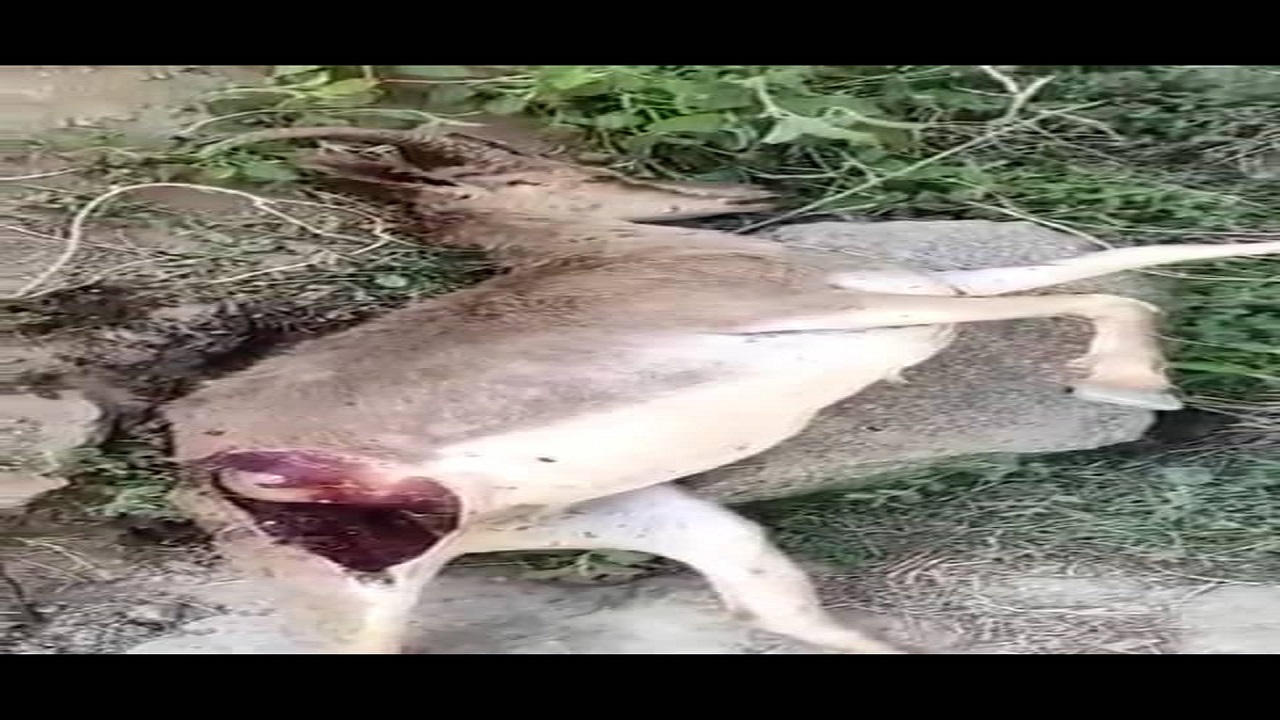 شکار یک راس بز وحشی در شیرکوه