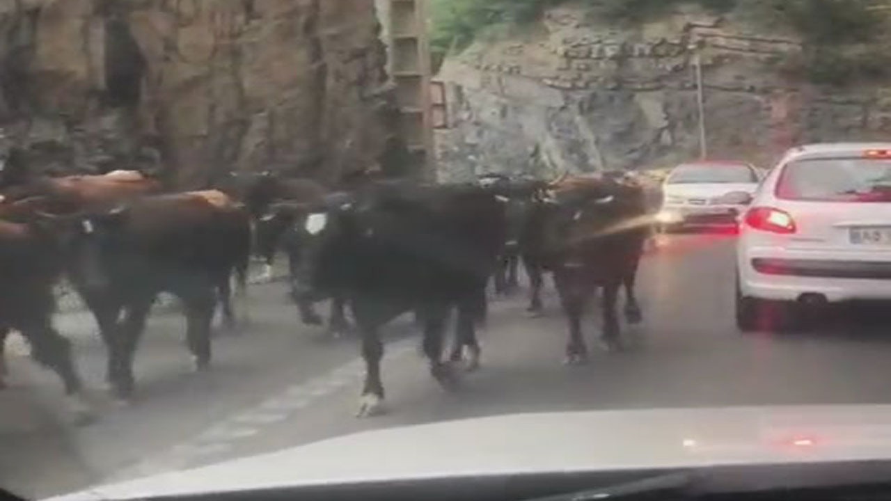 عبور گله گاو و گوسفند از محور کندوان