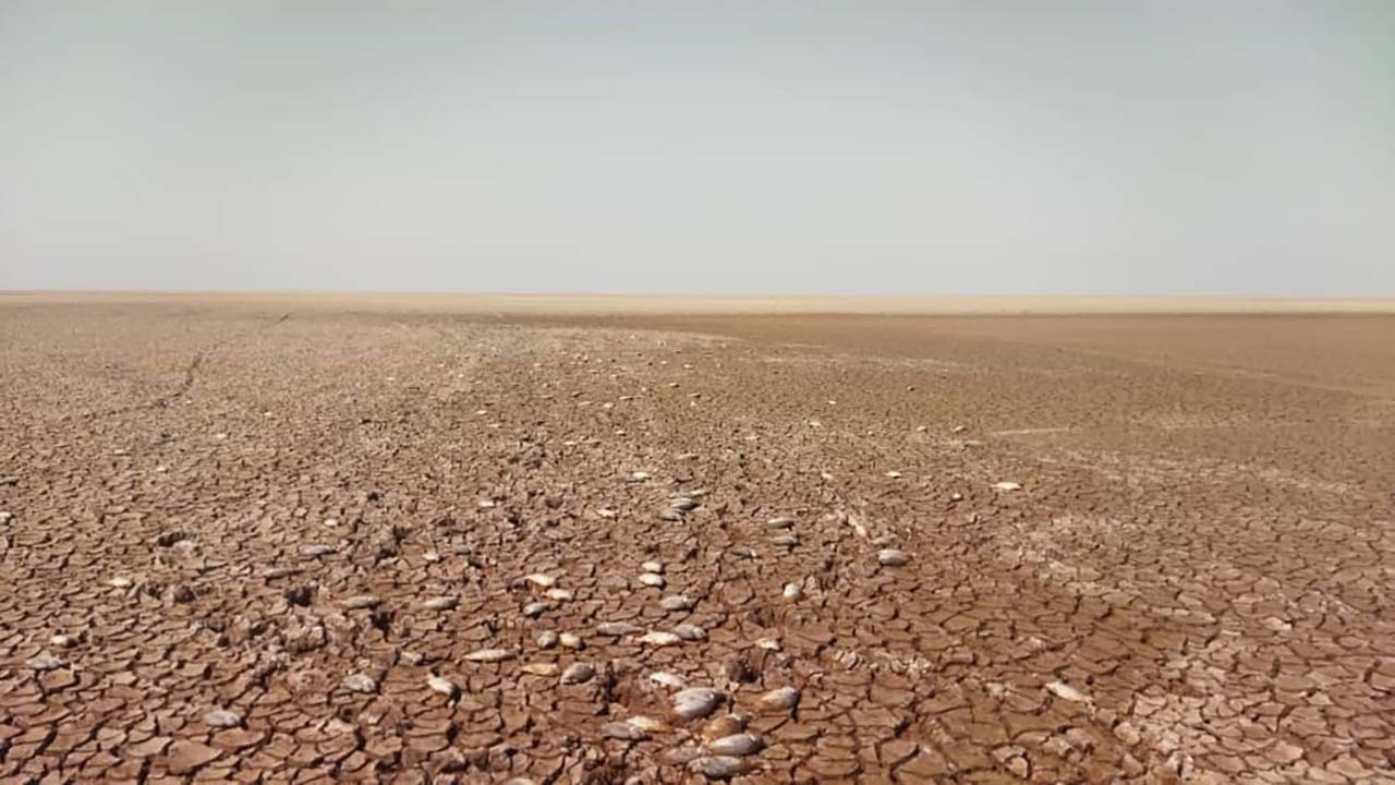 لب خشک جازموریان، شرمنده ماهیان میهمان
