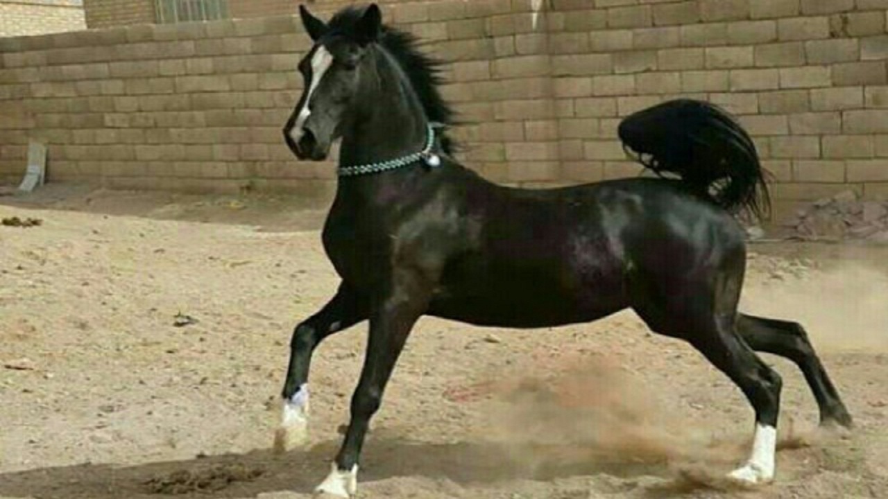 محبوب ترین نژاد های اسب در دنیا