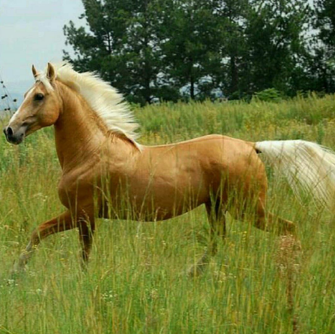 محبوب ترین نژاد های اسب در دنیا