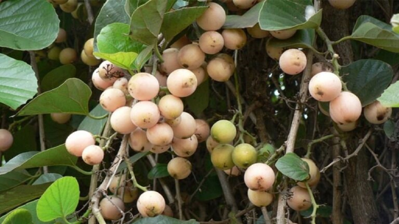 برداشت میوه سپستان از باغ‌های میناب