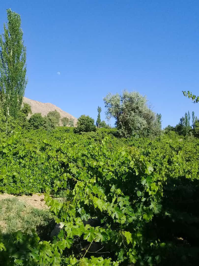 تصاویری از باغات روستای جغدان در لنز دوربین شهروند خبرنگار