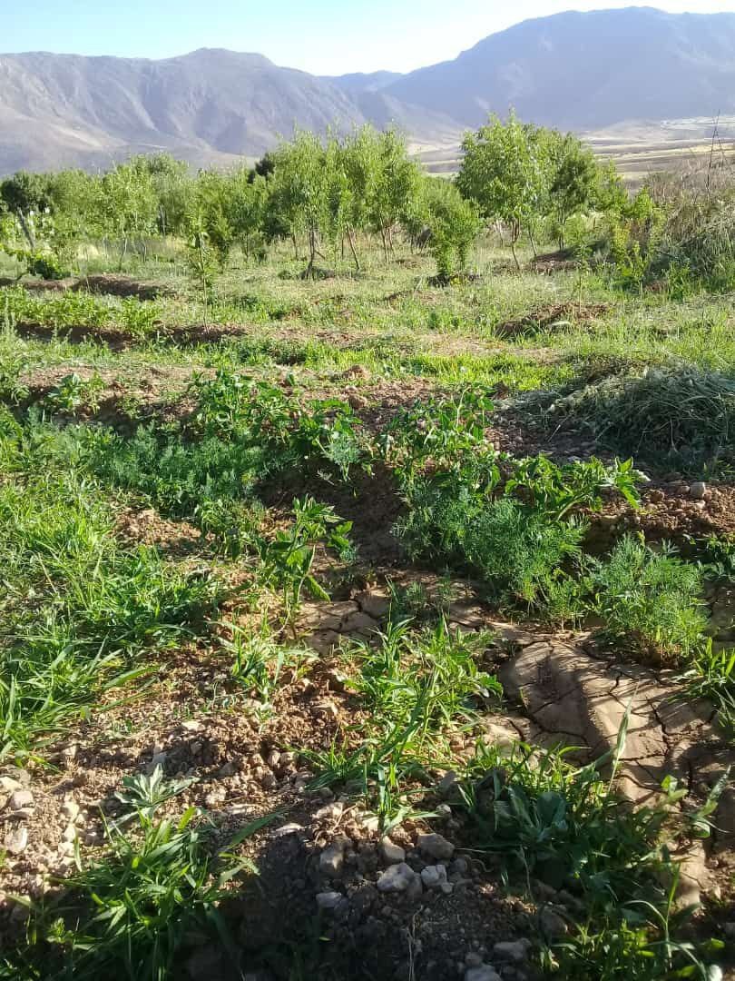 تصاویری از باغات روستای جغدان در لنز دوربین شهروند خبرنگار