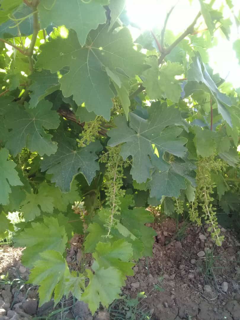 تصاویری از باغات روستای جغدان در لنز دوربین شهروند خبرنگار